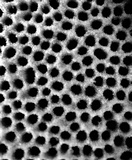 Rhodofomitopsis lilacinogilva image