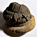 Fomitiporia fissurata image