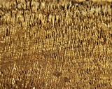 Fomitiporia fissurata image