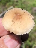 Leucoinocybe lenta image