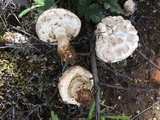 Amanita magniverrucata image