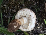 Amanita magniverrucata image