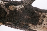 Rosellinia corticium image