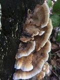 Trametopsis cervina image