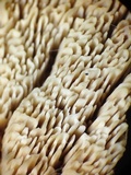 Trametopsis cervina image