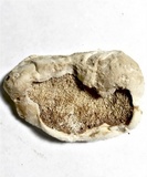 Tyromyces leucospongia image