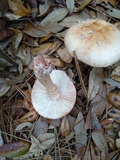 Amanita rubescens var. rubescens image