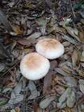 Amanita rubescens var. rubescens image