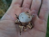 Myriostoma coliforme image