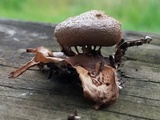 Myriostoma coliforme image