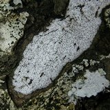 Biscogniauxia atropunctata image