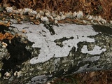 Biscogniauxia atropunctata image