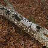 Biscogniauxia atropunctata image
