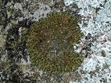 Melanelixia subargentifera image