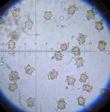 Inocybe asterospora image