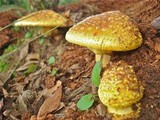 Amanita flavorubens image