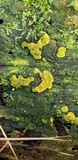 Perenniporia tenuis image