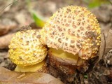 Amanita flavorubens image