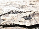 Byssosphaeria schiedermayeriana image