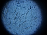 Byssosphaeria schiedermayeriana image