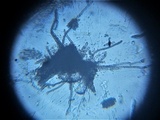 Byssosphaeria schiedermayeriana image