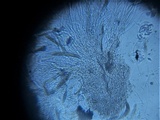 Byssosphaeria schiedermayeriana image