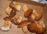 Boletus subcaerulescens image