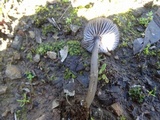 Entoloma chalybaeum image