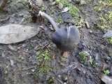 Entoloma chalybaeum image