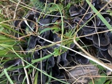 Polyozellus multiplex image