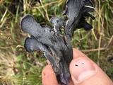 Polyozellus multiplex image