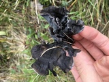 Polyozellus multiplex image