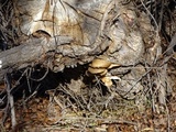 Pleurotus populinus image
