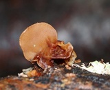 Auricularia angiospermarum image
