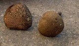 Boletus chrysenteron image