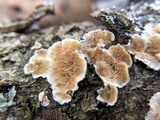 Steccherinum ochraceum image