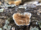 Steccherinum ochraceum image