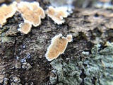 Steccherinum ochraceum image