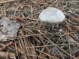 Amanita sect. Vaginatae image