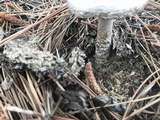 Amanita sect. Vaginatae image