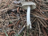 Amanita sect. Vaginatae image
