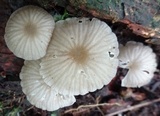 Pseudohiatula irrorata image