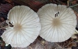 Pseudohiatula irrorata image