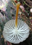 Pseudohiatula irrorata image