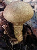 Scleroderma nitidum image