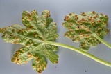Puccinia malvacearum image