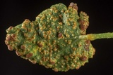 Puccinia malvacearum image