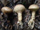 Scleroderma nitidum image