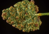 Puccinia malvacearum image