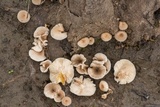 Lentinus tigrinus image